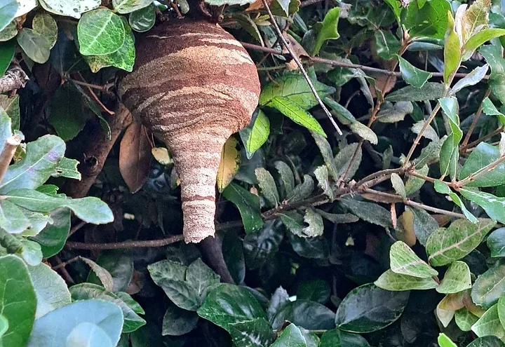 実対応写真 庭木の中にできた大型の蜂の巣を確認