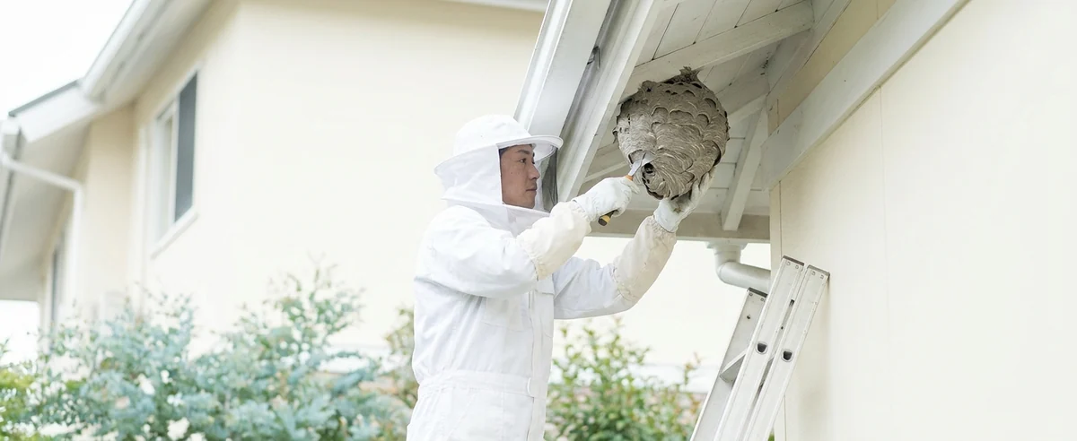 防護服でハシゴに登り蜂の巣を駆除する専門業者